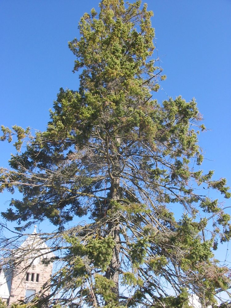 The old norway spruce in 2005.