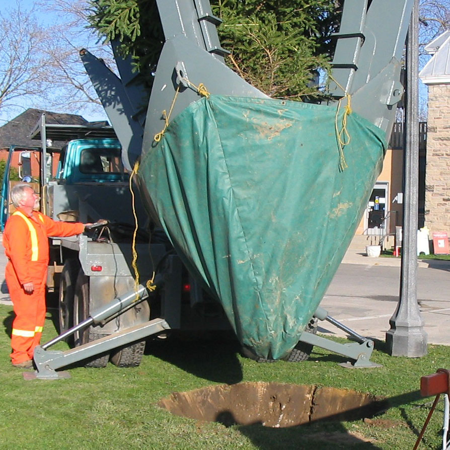 Spading the new white spruce tree into the ground.