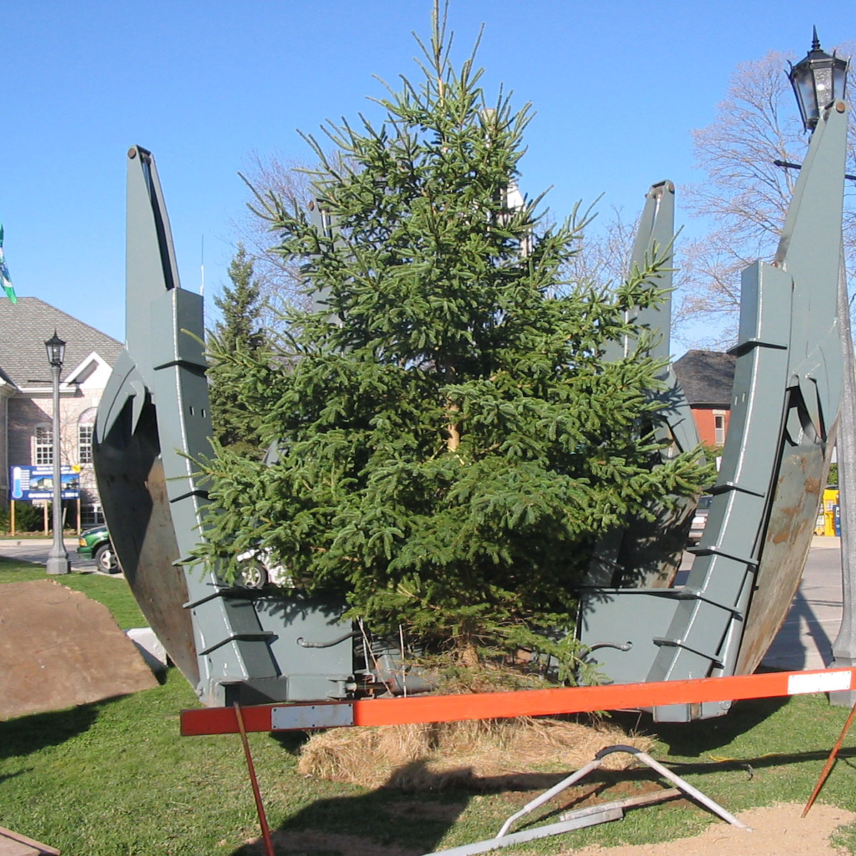 The white spruce tree - freshly planted.