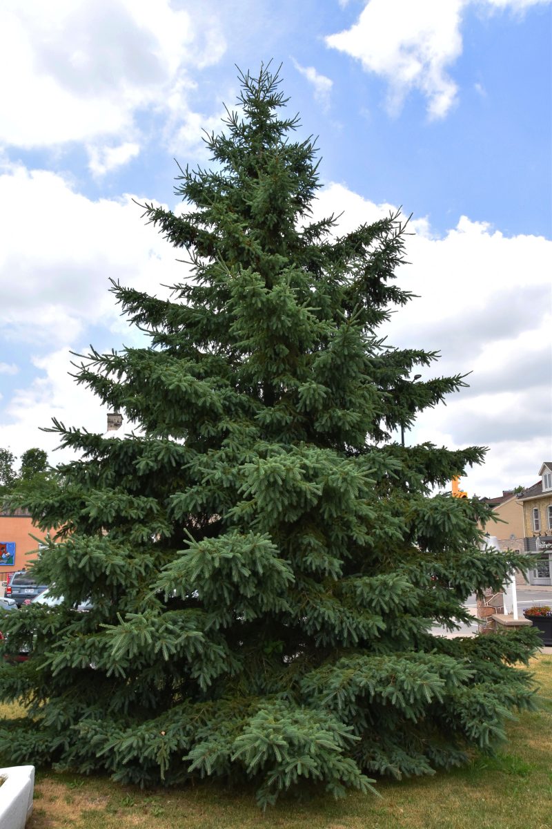 New white spruce tree in 2016!