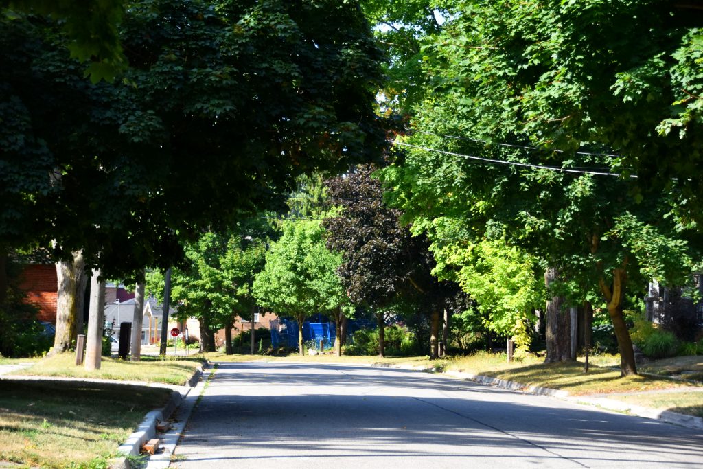 Big trees offer shade to both the road and sidewalk, which helps keep the ground cool.