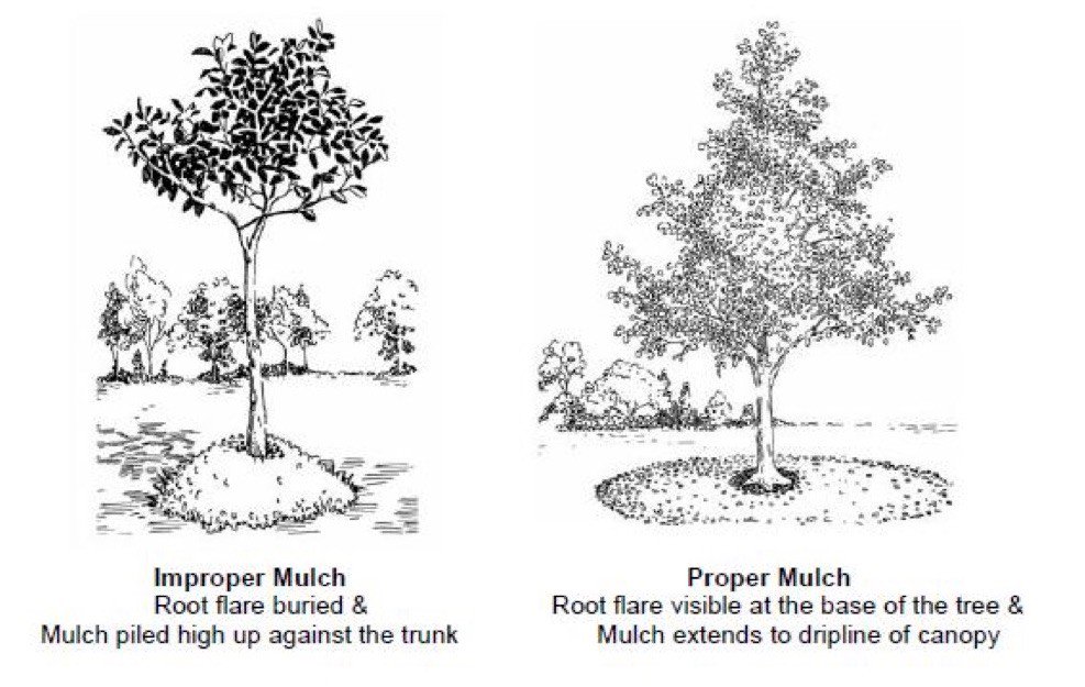 Proper and improper way to mulch.