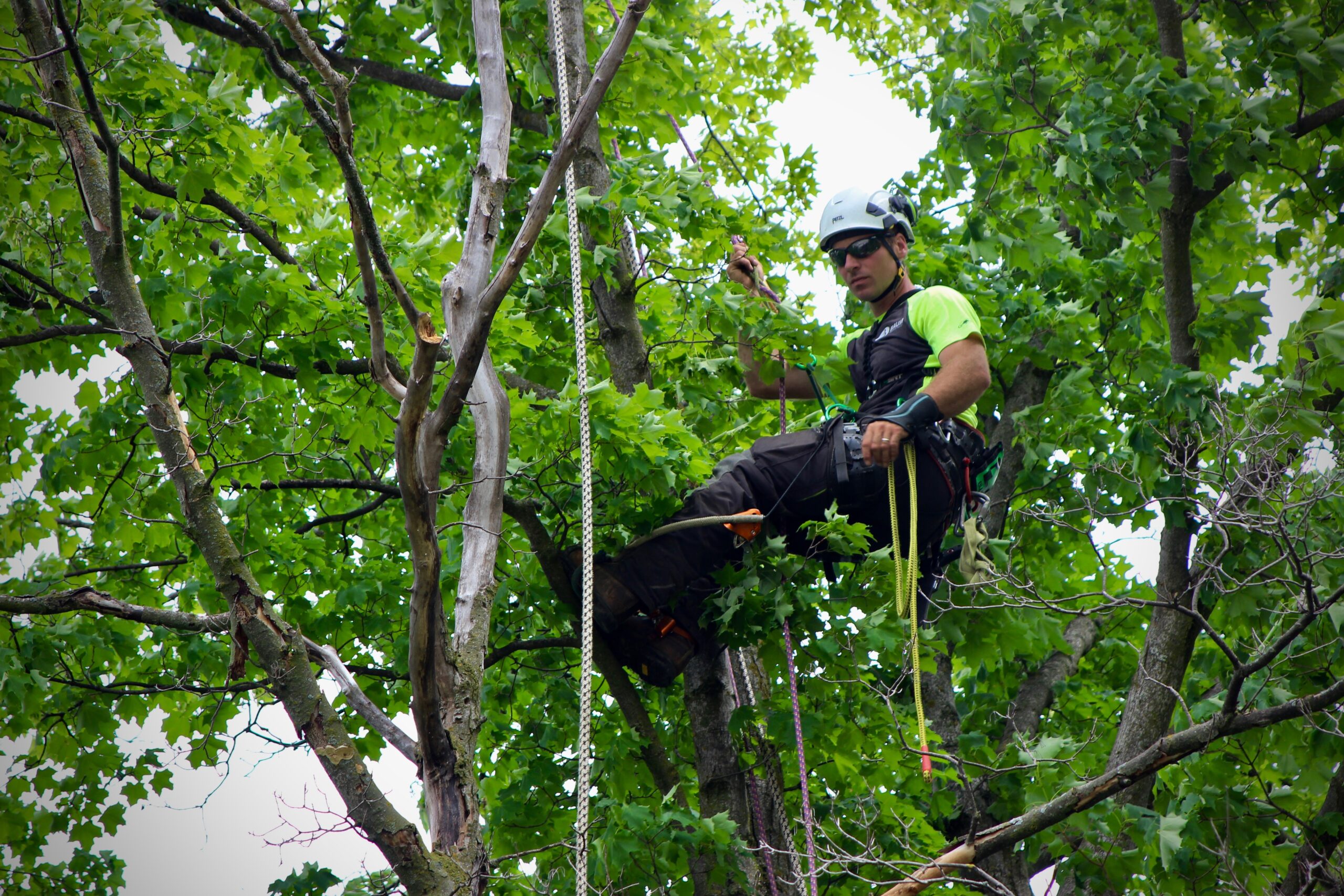 Tree work