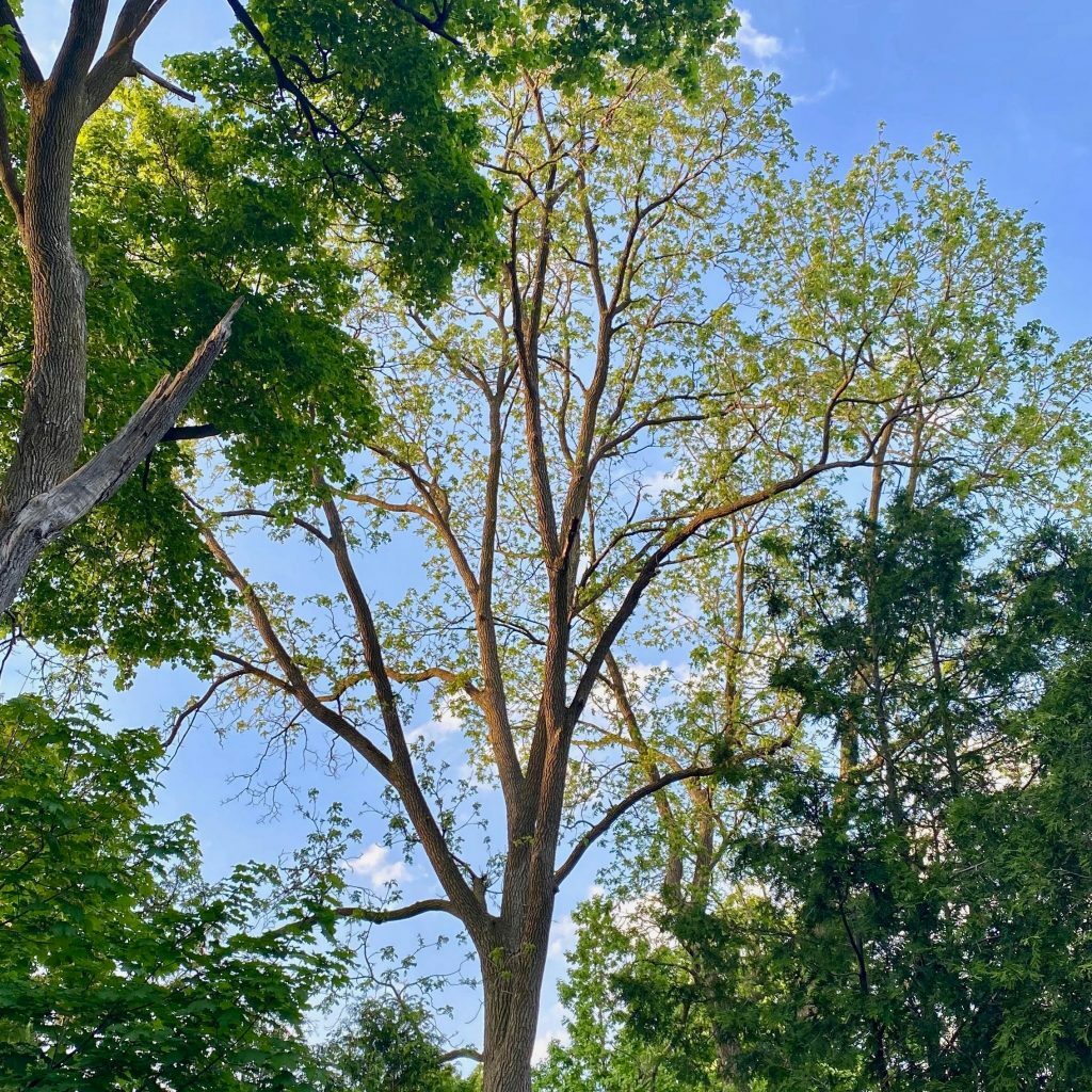 Black-Walnut-Norway-Maple-Centre-Wellington-1024x1024-1-1024x1024