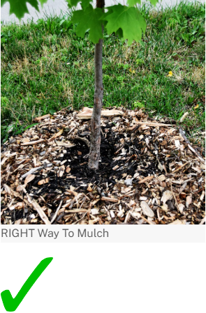 right mulch