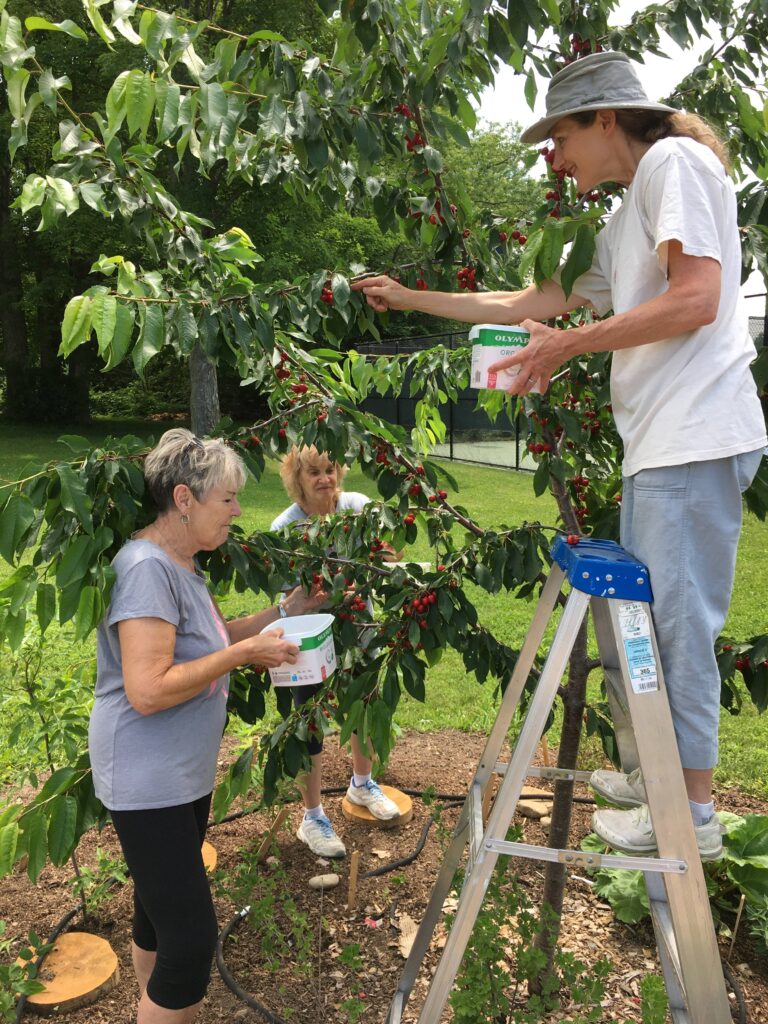 Food Forest Cherry Harvest