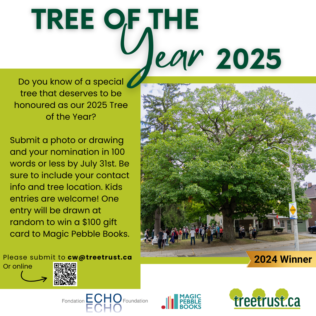 Tree of the Year 2025 SM