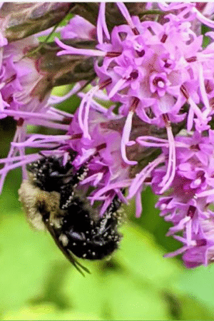 bee on blazing star300 bee on blazing star300