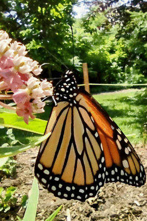 monarch300 monarch300