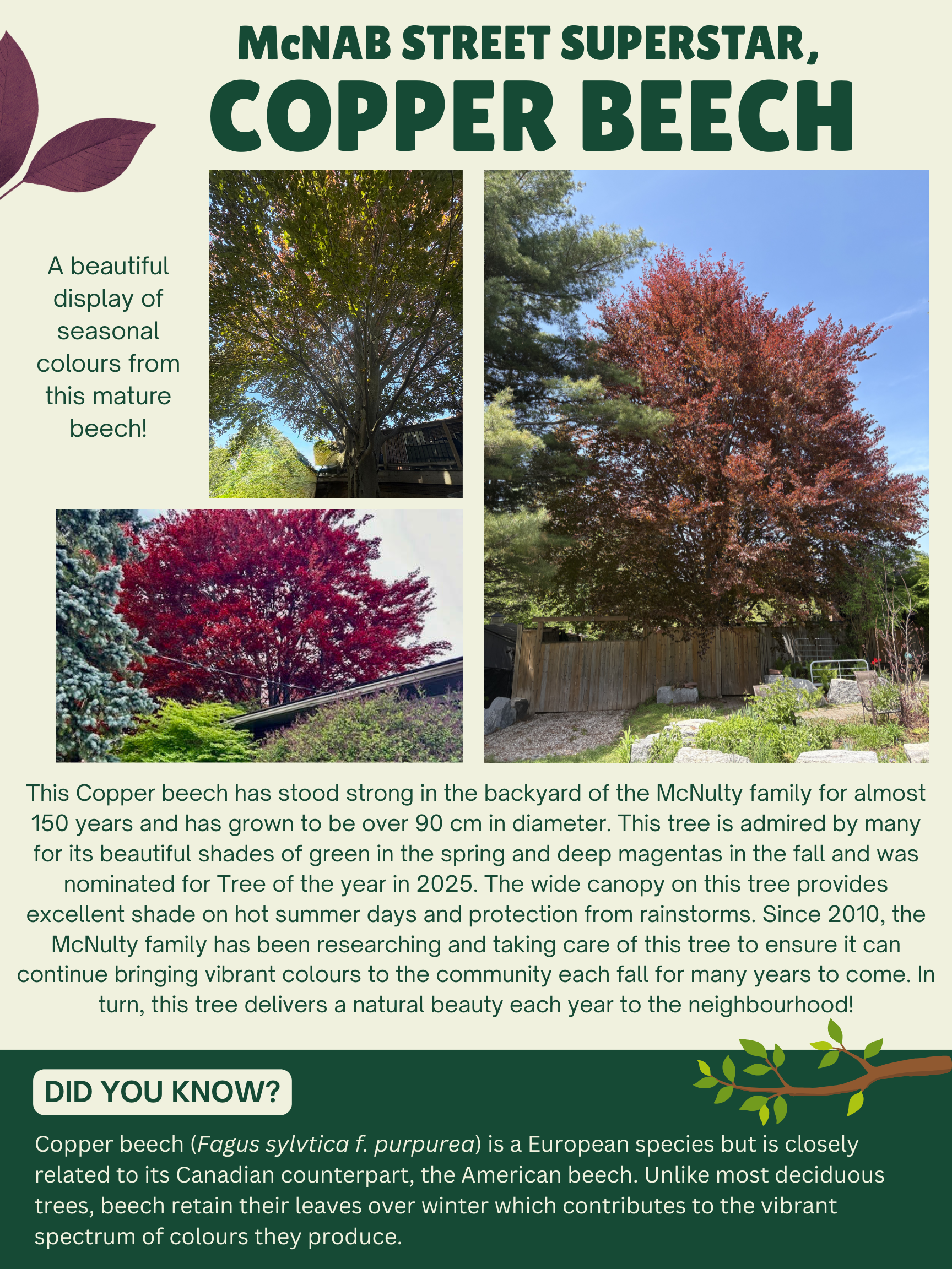 Copper Beech Story