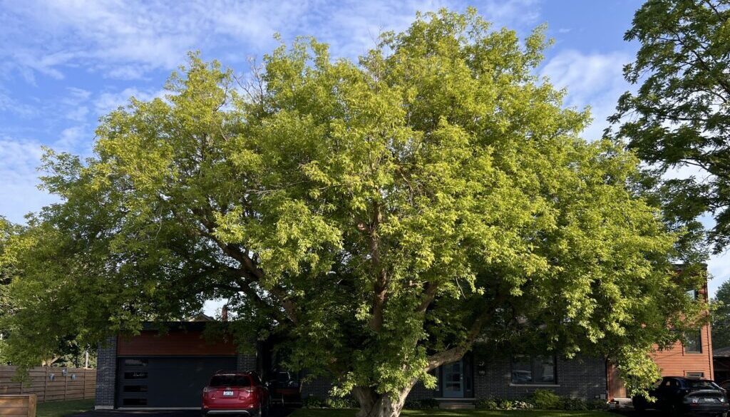 Copy of Cropped Winning Tree