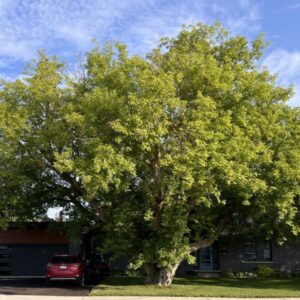 Copy of Cropped Winning Tree