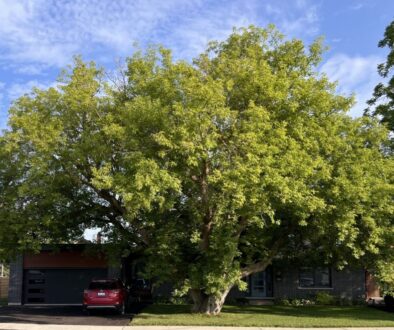 Copy of Cropped Winning Tree