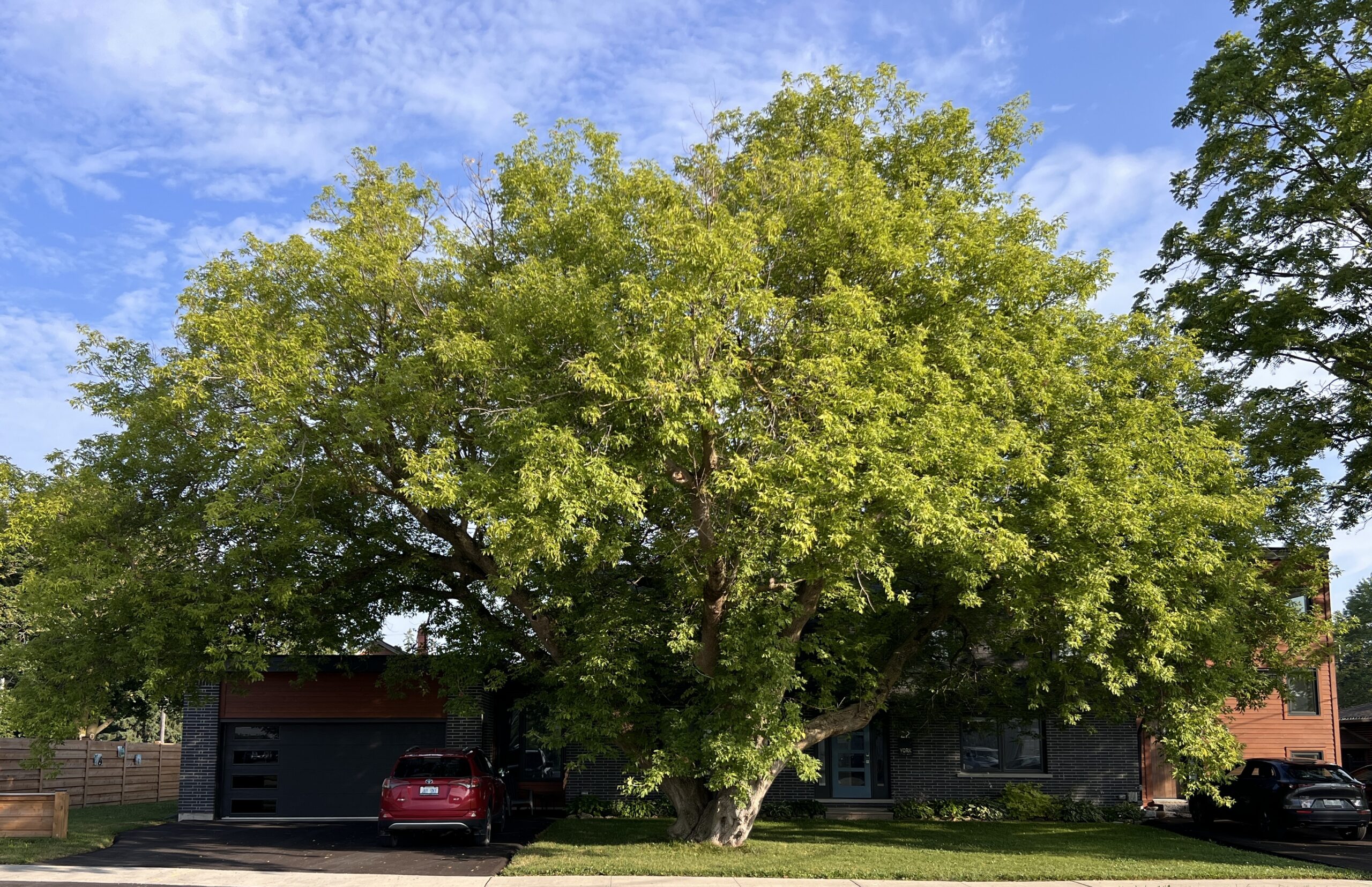 Copy of Cropped Winning Tree