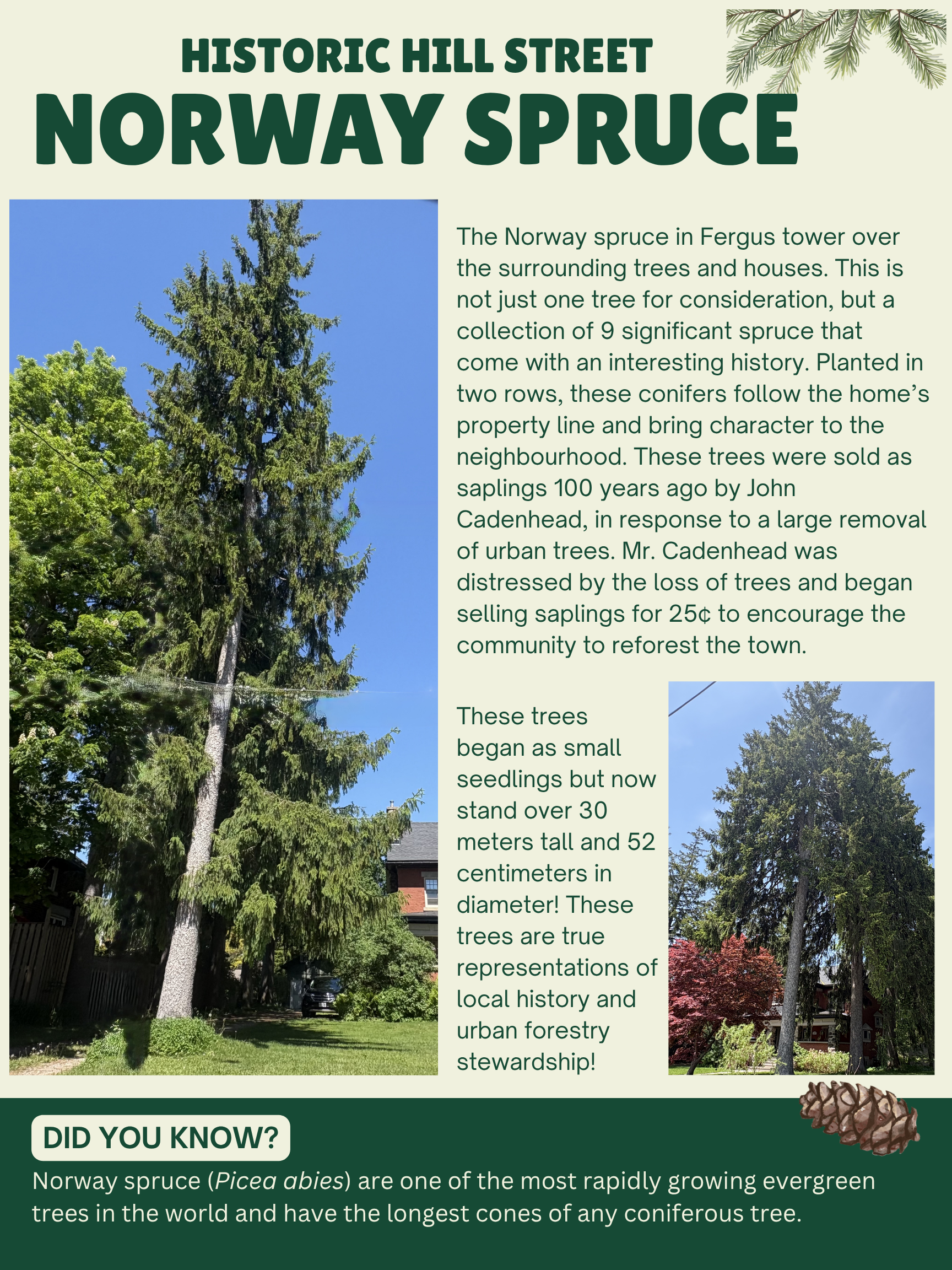 Hill Street Spruce Story