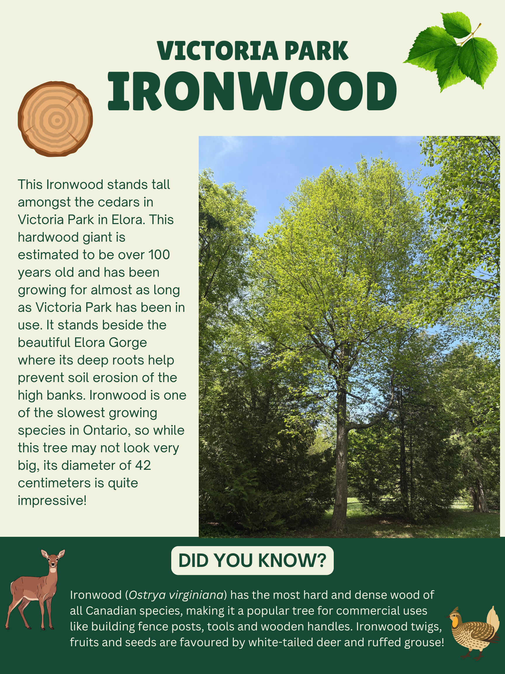 Ironwood Story