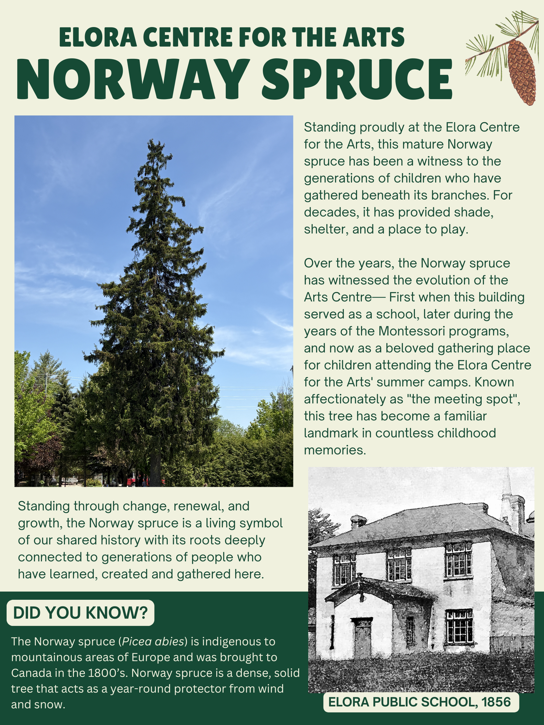 Norway Spruce Story