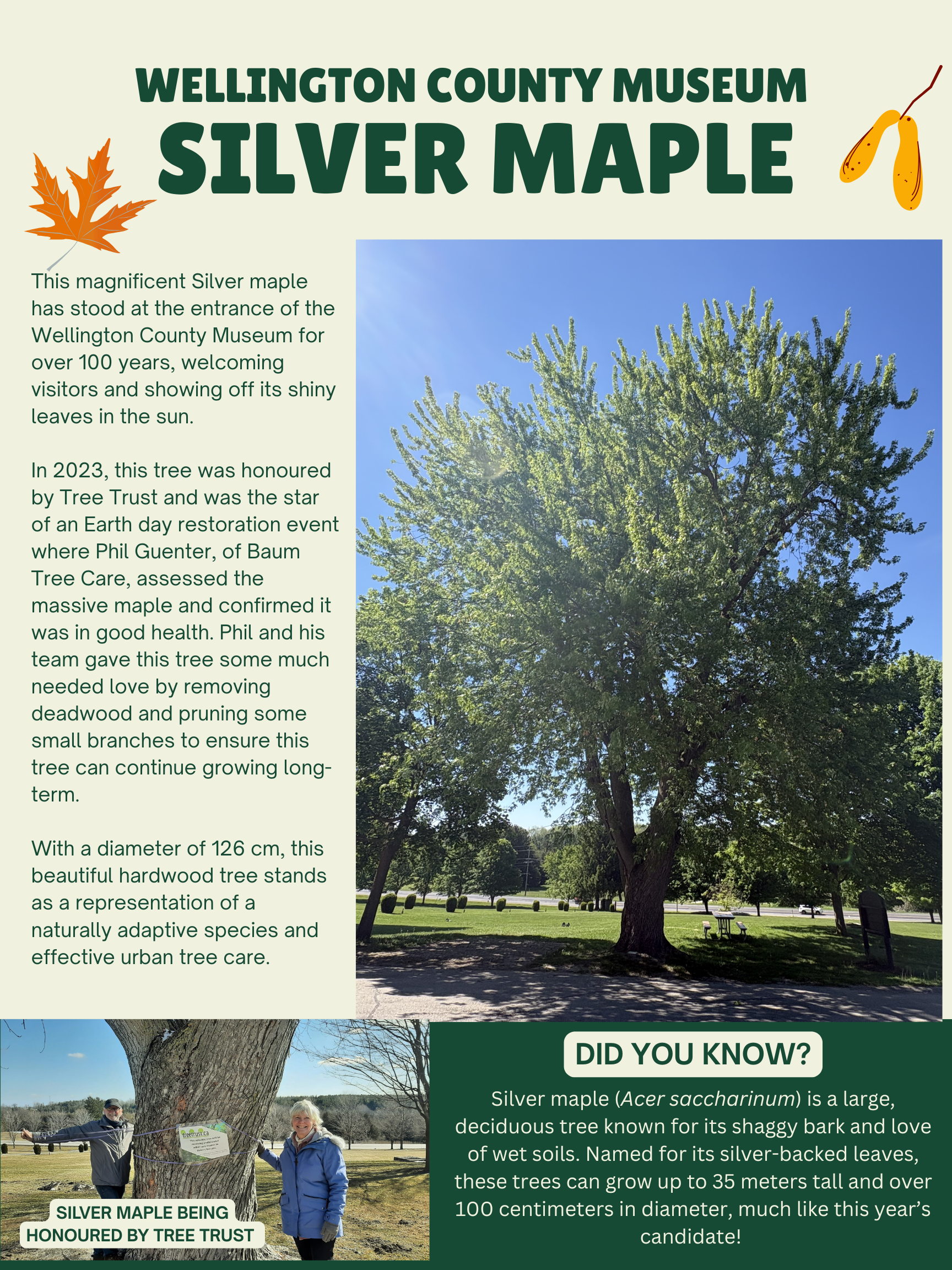 Silver Maple Story