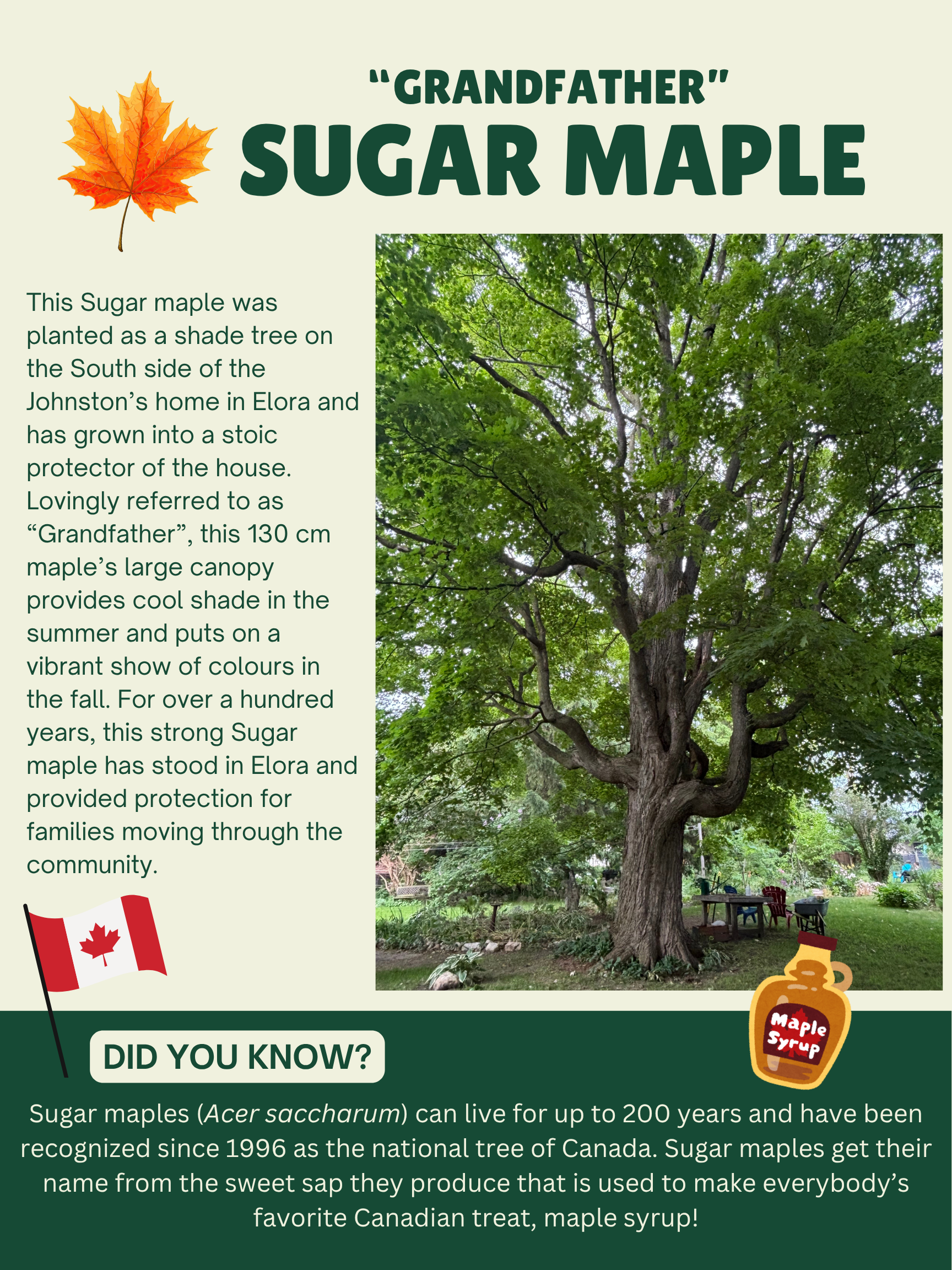 Sugar Maple Story